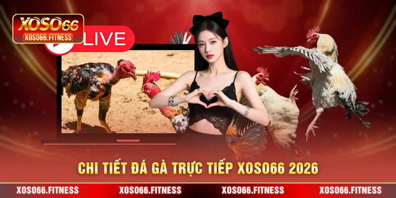 Chi tiết đá gà trực tiếp XoSo66 2026
